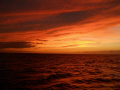   Night Diving Waiting dark. Leeward Coast Oahu dark  